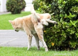 Understanding Frequent Dog Urination: Causes, Risks, and How to Help