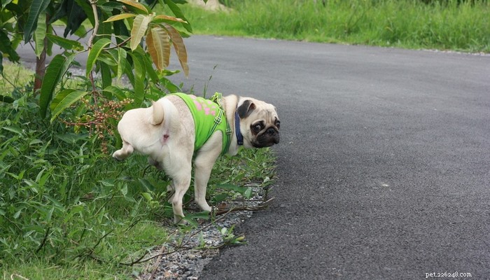 Understanding Frequent Dog Urination: Causes, Risks, and How to Help