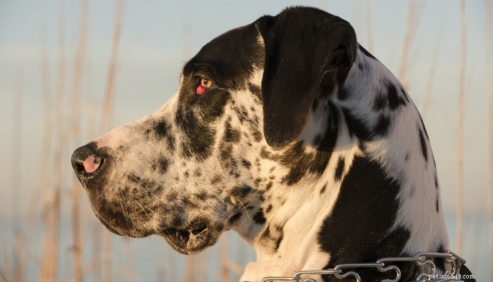 Understanding Cherry Eye in Dogs: Symptoms, Causes, and Treatment Options