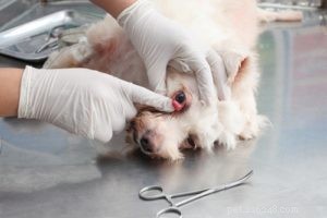 Understanding Cherry Eye in Dogs: Symptoms, Causes, and Treatment Options