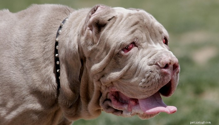 Understanding Cherry Eye in Dogs: Symptoms, Causes, and Treatment Options
