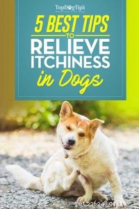 Top 5 Proven Strategies to Relieve Your Dog’s Itchy Skin