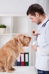Top 5 Proven Strategies to Relieve Your Dog’s Itchy Skin