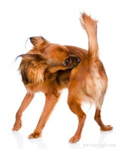Top 5 Proven Strategies to Relieve Your Dog’s Itchy Skin