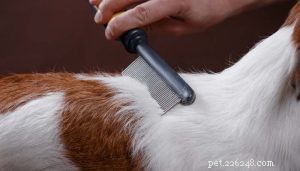 Top 5 Proven Strategies to Relieve Your Dog’s Itchy Skin