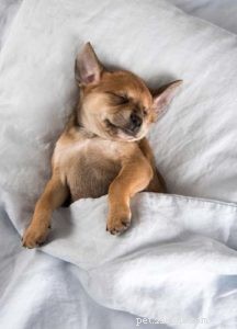 Science-Backed Strategies: 7 Effective Ways to Calm Your Dog