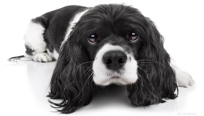 Science-Backed Strategies: 7 Effective Ways to Calm Your Dog