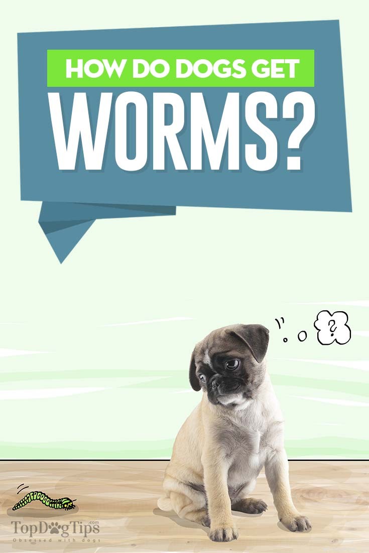 Understanding How Dogs Contract Worms and How to Prevent Them