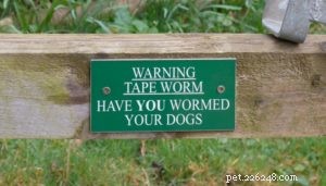 Understanding How Dogs Contract Worms and How to Prevent Them