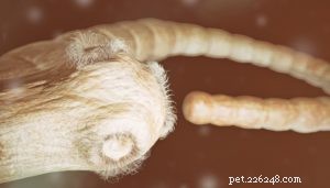Understanding How Dogs Contract Worms and How to Prevent Them