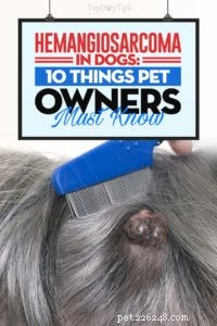 Canine Hemangiosarcoma: A Comprehensive Guide for Owners