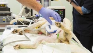 Canine Hemangiosarcoma: A Comprehensive Guide for Owners