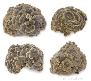 Canine Hemangiosarcoma: A Comprehensive Guide for Owners