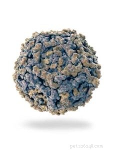 8 Proven, Science-Backed Strategies to Treat and Prevent Parvovirus in Dogs