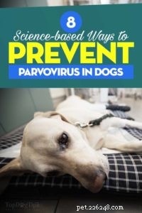 8 Proven, Science-Backed Strategies to Treat and Prevent Parvovirus in Dogs