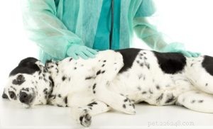 Rawhide Dog Treats: Are They Safe for Your Pet?