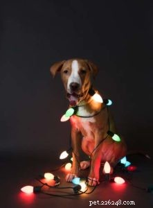 Top 20 Dog‑Safe Christmas Decor: Avoid These 20 Dangerous Items