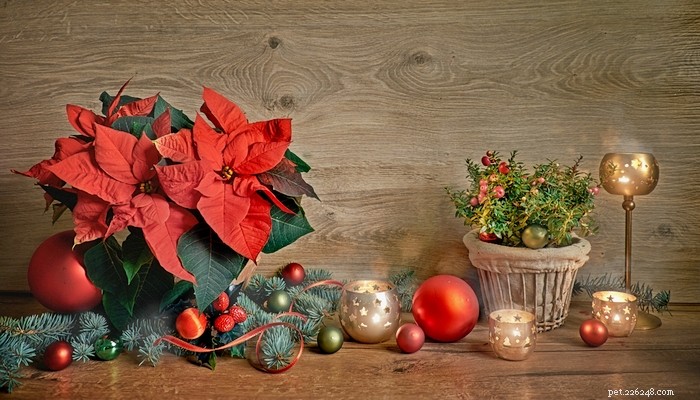Top 20 Dog‑Safe Christmas Decor: Avoid These 20 Dangerous Items