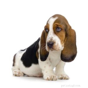 7 Simple Ways to Turn Everyday Activities Into Exercise for Your Dog