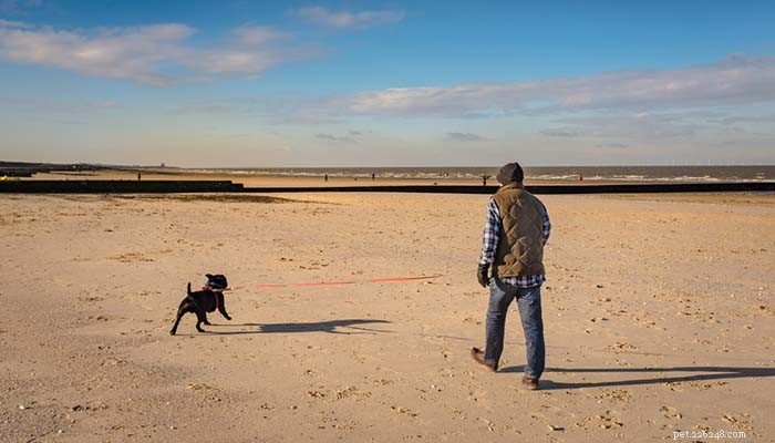 7 Simple Ways to Turn Everyday Activities Into Exercise for Your Dog