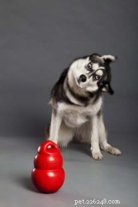 7 Simple Ways to Turn Everyday Activities Into Exercise for Your Dog