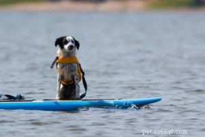7 Simple Ways to Turn Everyday Activities Into Exercise for Your Dog