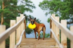 7 Simple Ways to Turn Everyday Activities Into Exercise for Your Dog