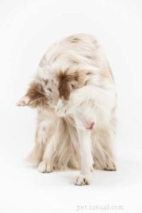 7 Simple Ways to Turn Everyday Activities Into Exercise for Your Dog