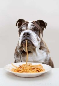 10 Expert Tips to Help Your Dog Lose Winter Weight Safely