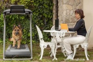 10 Expert Tips to Help Your Dog Lose Winter Weight Safely