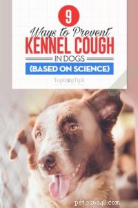 9 Evidence‑Backed Treatments for Kennel Cough in Dogs