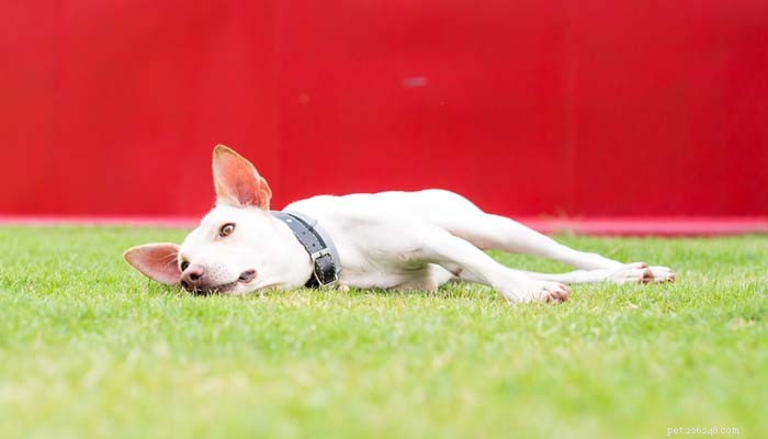 How to Support Your Paralyzed Dog: 5 Key Actions