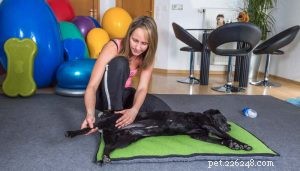 How to Support Your Paralyzed Dog: 5 Key Actions
