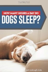 How Much Do Dogs Sleep? Factors & Average Hours Explained