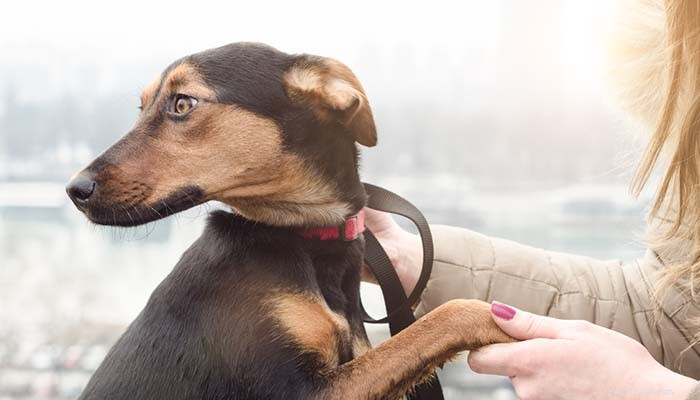 Could Your Quiet Dog Be Autistic? Expert Insights