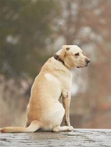 Could Your Quiet Dog Be Autistic? Expert Insights