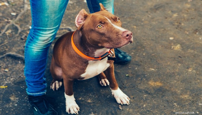 Veterinarian’s Guide to Raising a Healthy Pit Bull Puppy