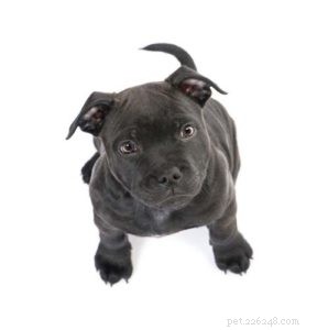 Veterinarian’s Guide to Raising a Healthy Pit Bull Puppy