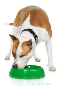 Veterinarian’s Guide to Raising a Healthy Pit Bull Puppy