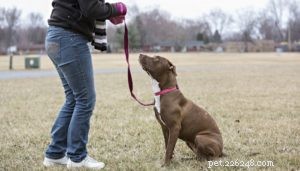 Veterinarian’s Guide to Raising a Healthy Pit Bull Puppy