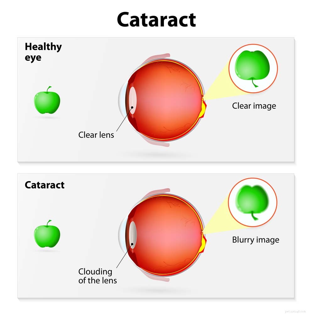 Protect Your Dog’s Vision: Expert Prevention & Treatment of Canine Cataracts