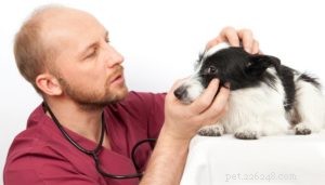 Protect Your Dog’s Vision: Expert Prevention & Treatment of Canine Cataracts