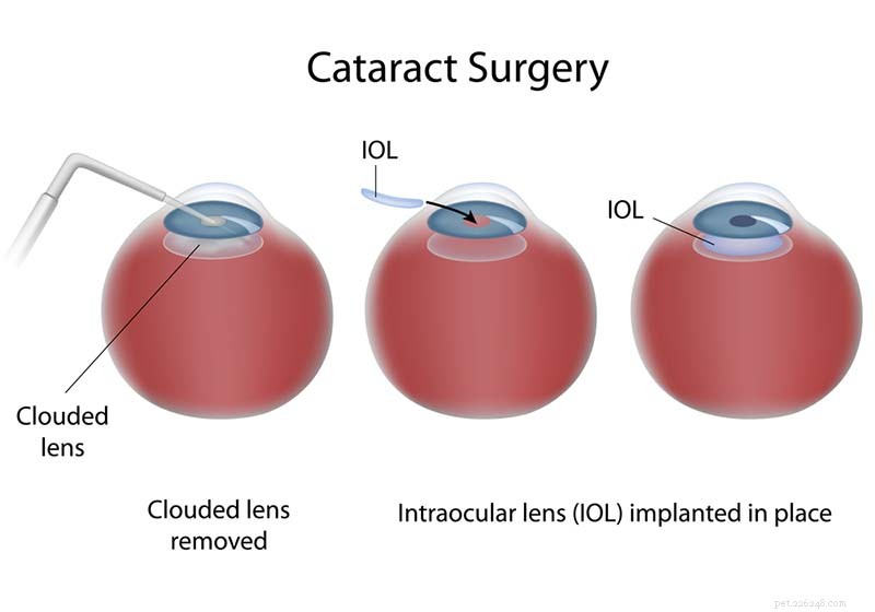 Protect Your Dog’s Vision: Expert Prevention & Treatment of Canine Cataracts