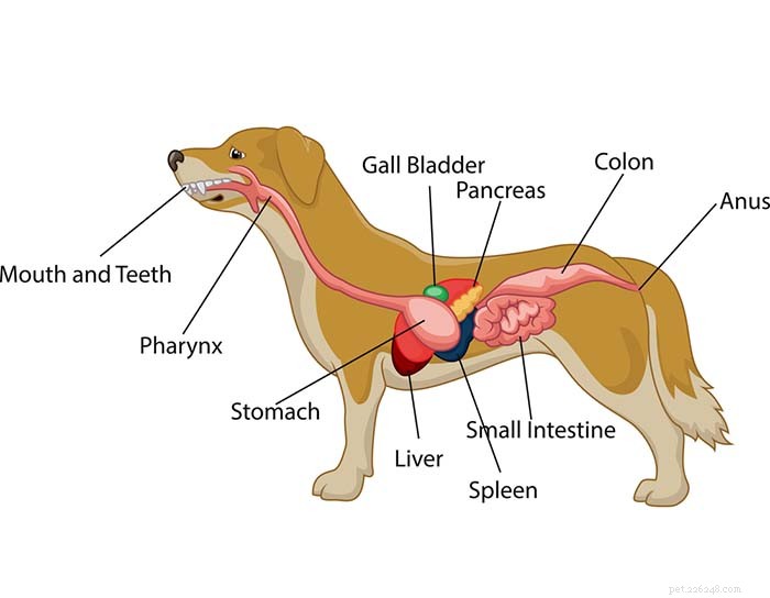 Dog Digestion Time: Typical Ranges & Health Insights