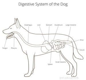Dog Digestion Time: Typical Ranges & Health Insights