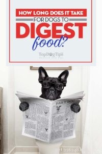 Dog Digestion Time: Typical Ranges & Health Insights