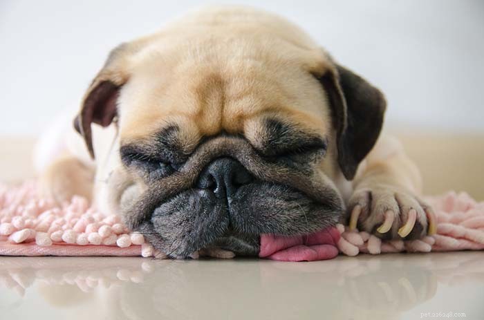 Can Dogs Catch Colds? What You Need to Know About Canine Respiratory Illness