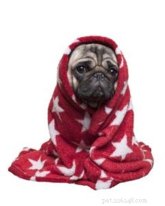 Can Dogs Catch Colds? What You Need to Know About Canine Respiratory Illness