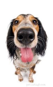 Can Dogs Catch Colds? What You Need to Know About Canine Respiratory Illness