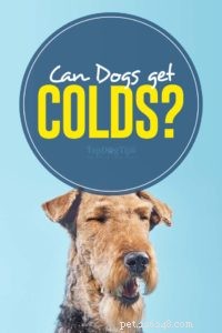Can Dogs Catch Colds? What You Need to Know About Canine Respiratory Illness
